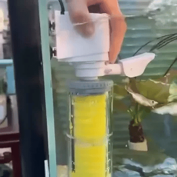 Acuario con agua turbia y algas antes de usar el filtro