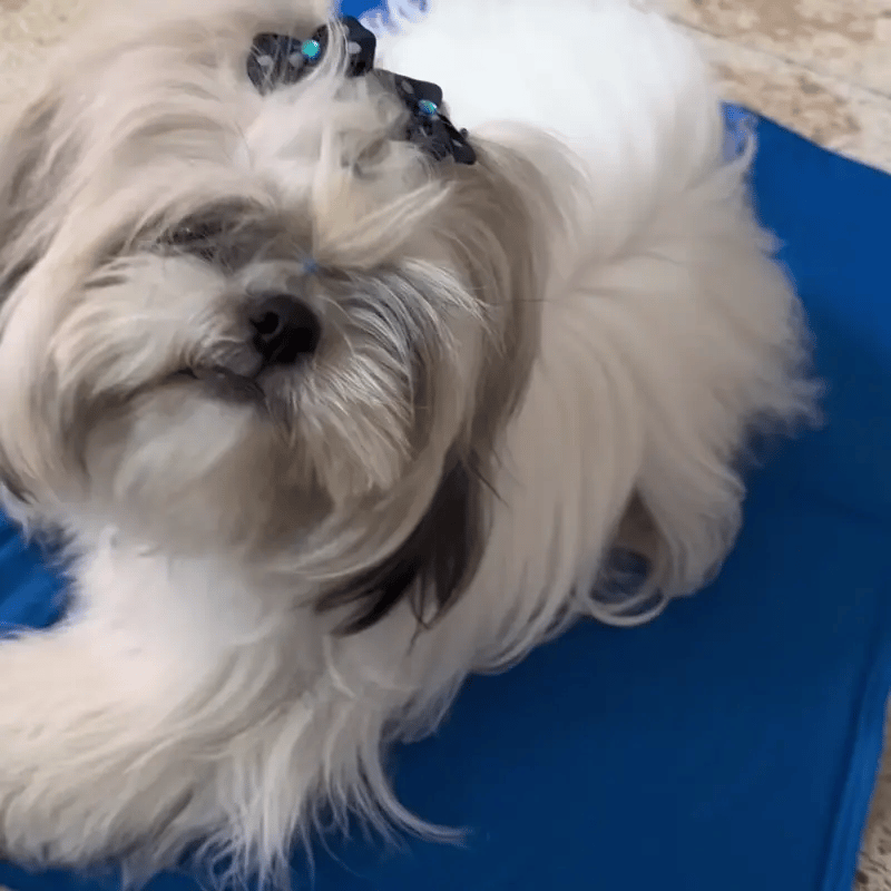 FrostyPaws | Alivio instantáneo para tu perro